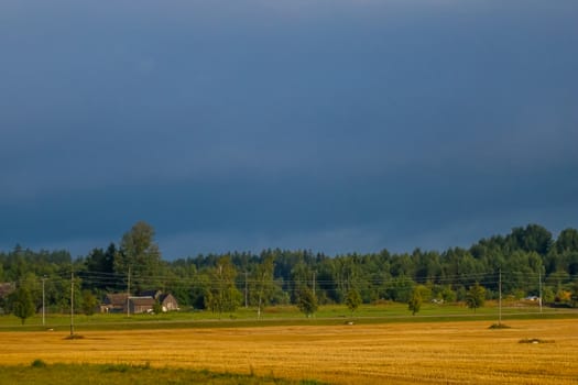 Autumn landscape with cornfield, wood and cloudy blue sky. Classic rural landscape in Latvia. Landscape of yellow cornfield and blue sky.