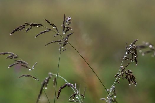 Close up of fresh thick grass with water drops after the rain. Dew drops on green grass in Latvia. Bent after the rain. Background of wet grass. Bent with rain drops on green background.