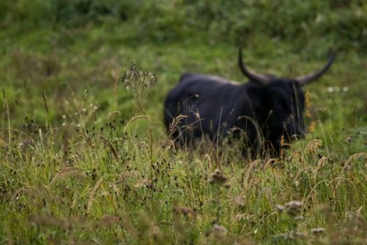 Bull grazing in a meadow in the mist. Bull in a foggy meadow in autumn. Ox and foggy morning in Kemeri National Park, Latvia. Ox is out of focus. Bull grazing in the meadow on misty summer morning.