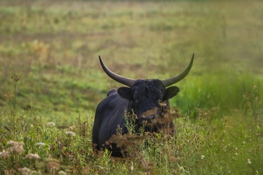 Bull grazing in a meadow in the mist. Ox in a foggy meadow in autumn. Bull and foggy morning in Kemeri National Park, Latvia. Bull grazing in the meadow on misty summer morning.