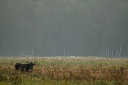 Bull grazing in a meadow in the mist. Ox in a foggy meadow in autumn. Bull and foggy morning in Kemeri National Park, Latvia. Bull grazing in the meadow on misty summer morning.