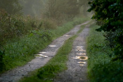Rural landscape with empty countryside dirt wet road. Dirt road leading through foggy forest in Kemeri. Puddles on the country road in Latvia. Puddles on the country woods road in foggy morning.