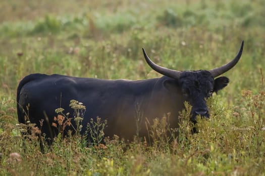 Bull grazing in a meadow in the mist. Ox in a foggy meadow in autumn. Bull and foggy morning in Kemeri National Park, Latvia. Bull grazing in the meadow on misty summer morning.