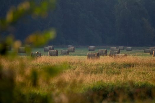 Hay bales on the field after harvest in foggy morning. Freshly rolled hay bales on field in Latvia. 