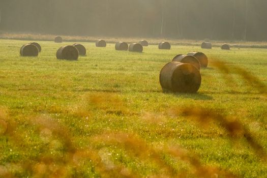 Hay bales on the field after harvest in foggy morning. Freshly rolled hay bales on field in Latvia. 