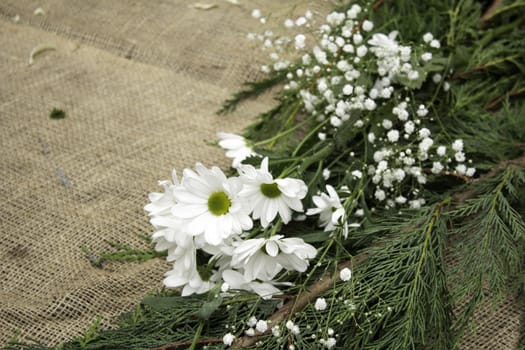 Natural white daisy in garden, snack and plants