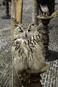 Royal owl, detail of a wild bird, bird