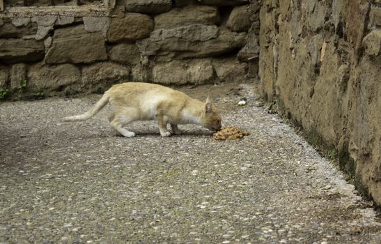 Cats abandoned on the street, animal abuse, loneliness