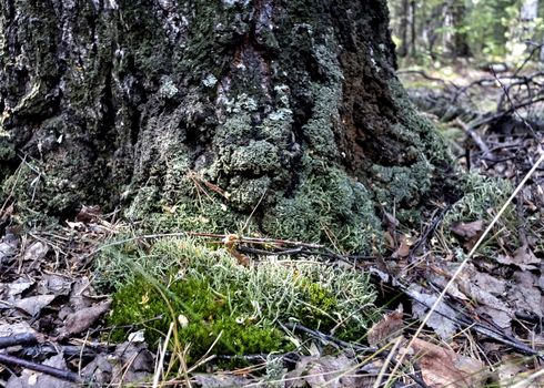 green forest moss grown at the roots of an old tree in the forest