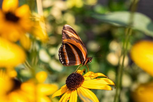 Banded Orange Heliconian Butterfly on yellow brown eyed susan flower with green background.