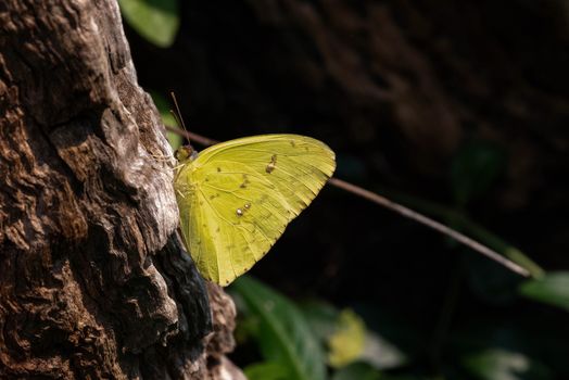 Cloudless Sulphur sitting on a tree stump in forest.