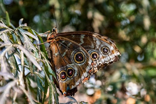 Blue Morpho Butterfly sitting on leaves with green background.