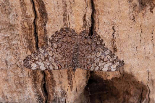 Guatemalan Cracker Butterfly on brown wood background.