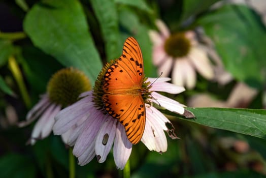 Gulf Fritillary Butterfly on white flower with green background.
