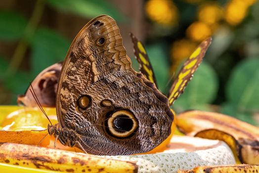 Magnificent Owl Butterfly with other butterflies on fruit dish eating.