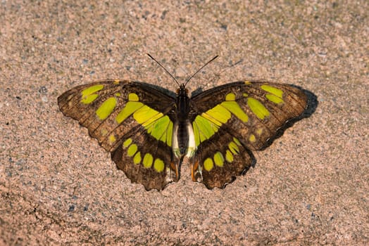 Malachite Butterfly on stone paver.