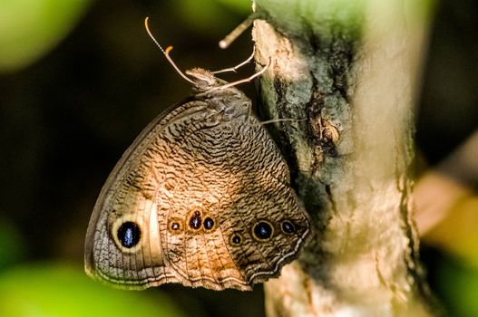 Owl Butterfly on wood stump in forest.