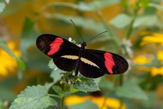 Red Postman Butterfly on leaves with green and yellow background.