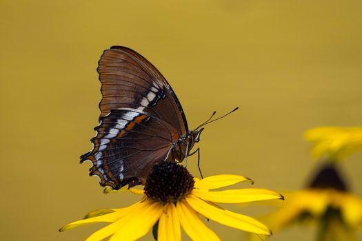 Rusty - Tipped Page Butterfly on yellow brown eyed susan with yellow background.