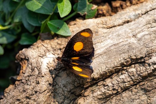 Catonephele Numilia Butterfly on wood stump in forest.