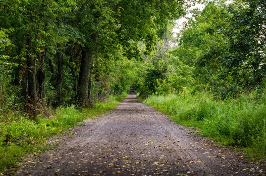 Nature path trail in green forest.