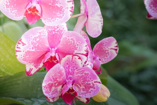 The background image of the colorful flowers, background nature