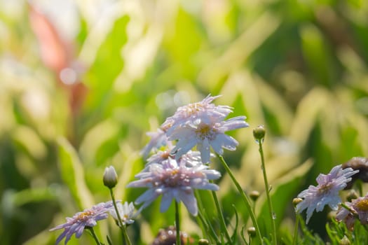 The background image of the colorful flowers, background nature