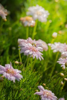 The background image of the colorful flowers, background nature