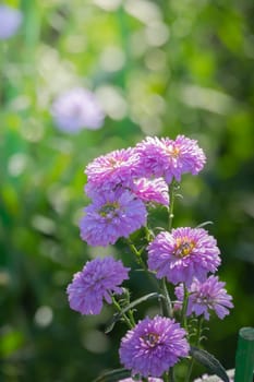 The background image of the colorful flowers, background nature