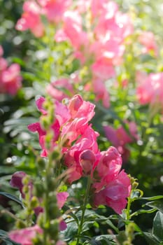 The background image of the colorful flowers, background nature