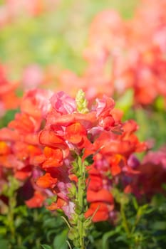 The background image of the colorful flowers, background nature