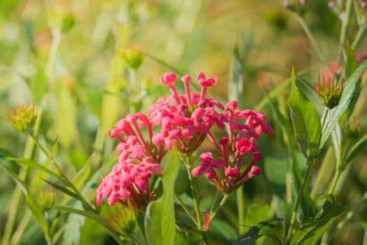 The background image of the colorful flowers, background nature