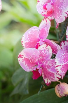 The background image of the colorful flowers, background nature