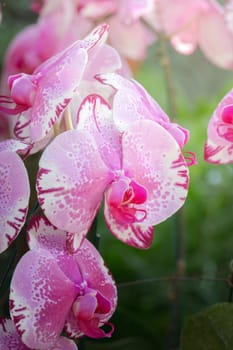 The background image of the colorful flowers, background nature