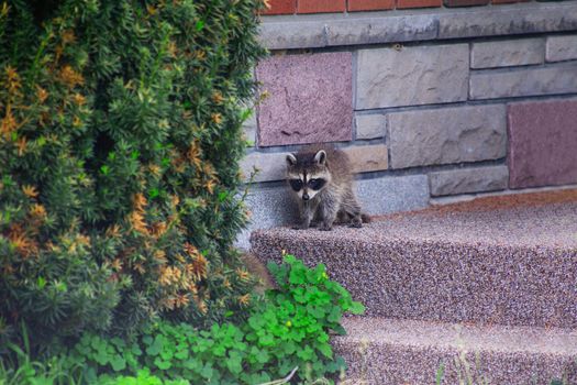 Baby racoon on a corner of a front porch