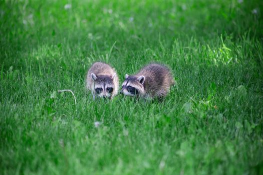 two baby small racoon in green grass
