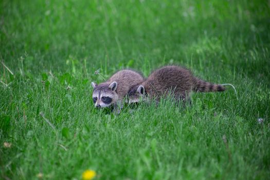 two small baby racoon hidding in the grass