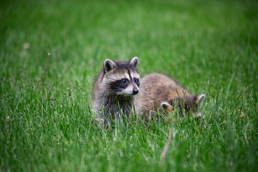 two baby small racoon in green grass, looking around
