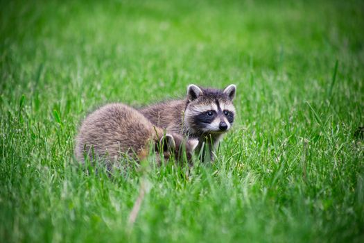two wild baby racoon in the grass