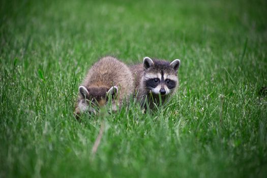 wild baby racoon foraging in the grass