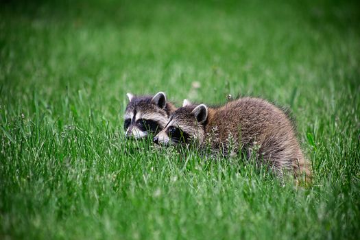 two baby racoon walking in the grass