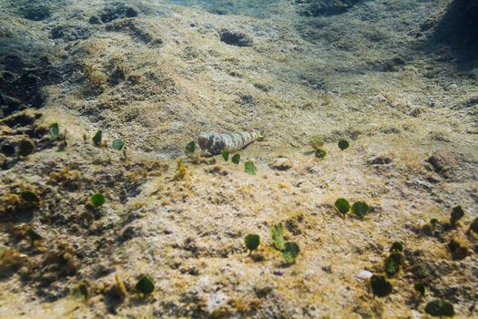 Nes Longus on the bottom of a reef