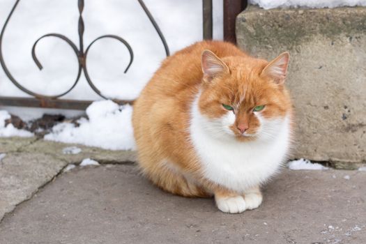 Close up of small red furry cat sits in cold winter snowed yard