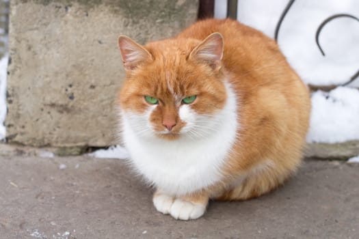 Close up of small red furry cat sitting in cold winter snowed yard