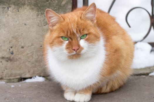 Close up of small red furry cat sitting in winter snowed yard