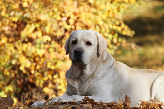 nice yellow labrador in the park in autumn