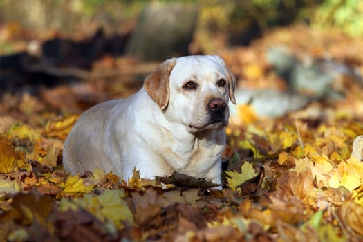 the sweet nice yellow labrador in the park in autumn