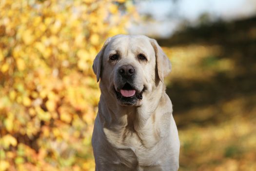 the nice yellow labrador in the park in autumn
