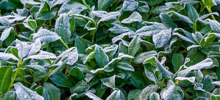 bush of frozen laurel leaves covered in snow crystals, beautiful winter season or christmas background