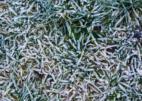 macro closeup of a grass pasture in winter season, grass blades covered in white snow crystals, natural winter garden background